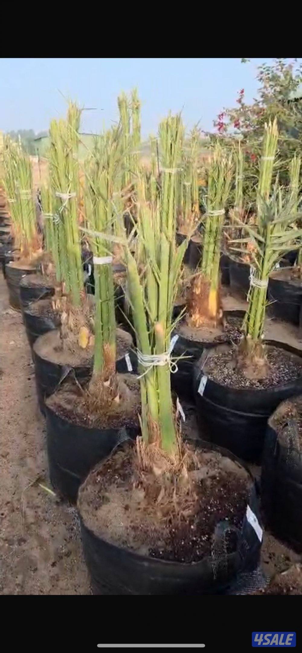 🌴🌴برحي وخلاص نسيجي من نخل الخليج، صحي وقوي، جاهز للشيل والنقل🌴🌴3