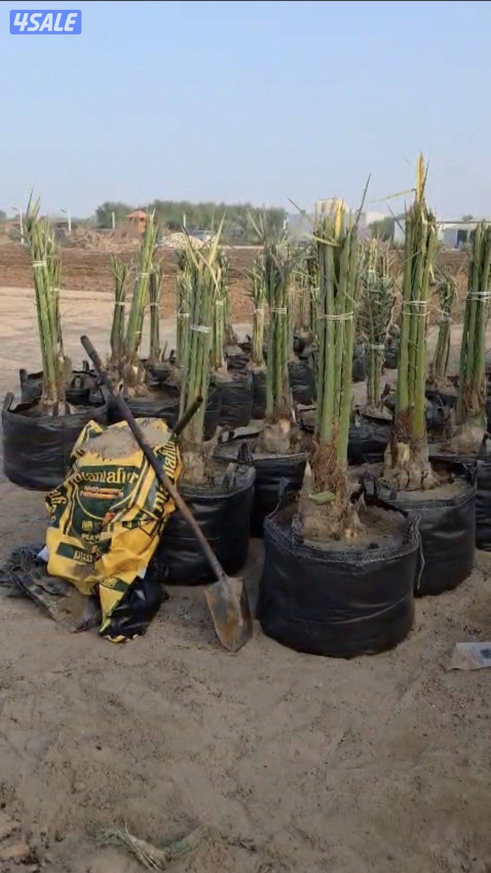 🌴🌴برحي وخلاص نسيجي من نخل الخليج، صحي وقوي، جاهز للشيل والنقل🌴🌴4