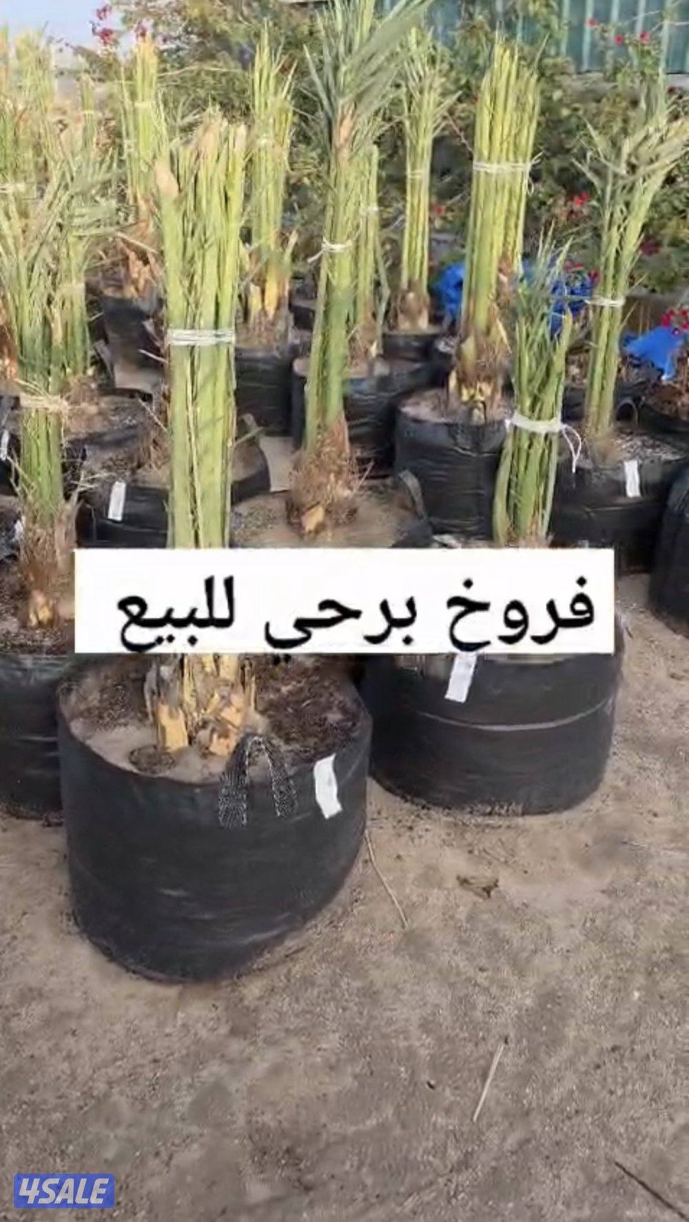 🌴🌴برحي وخلاص نسيجي من نخل الخليج، صحي وقوي، جاهز للشيل والنقل🌴🌴5