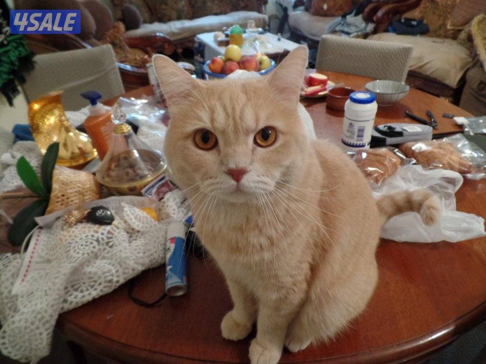 كاميرا سامسونغ صورها اقوى من g7x2