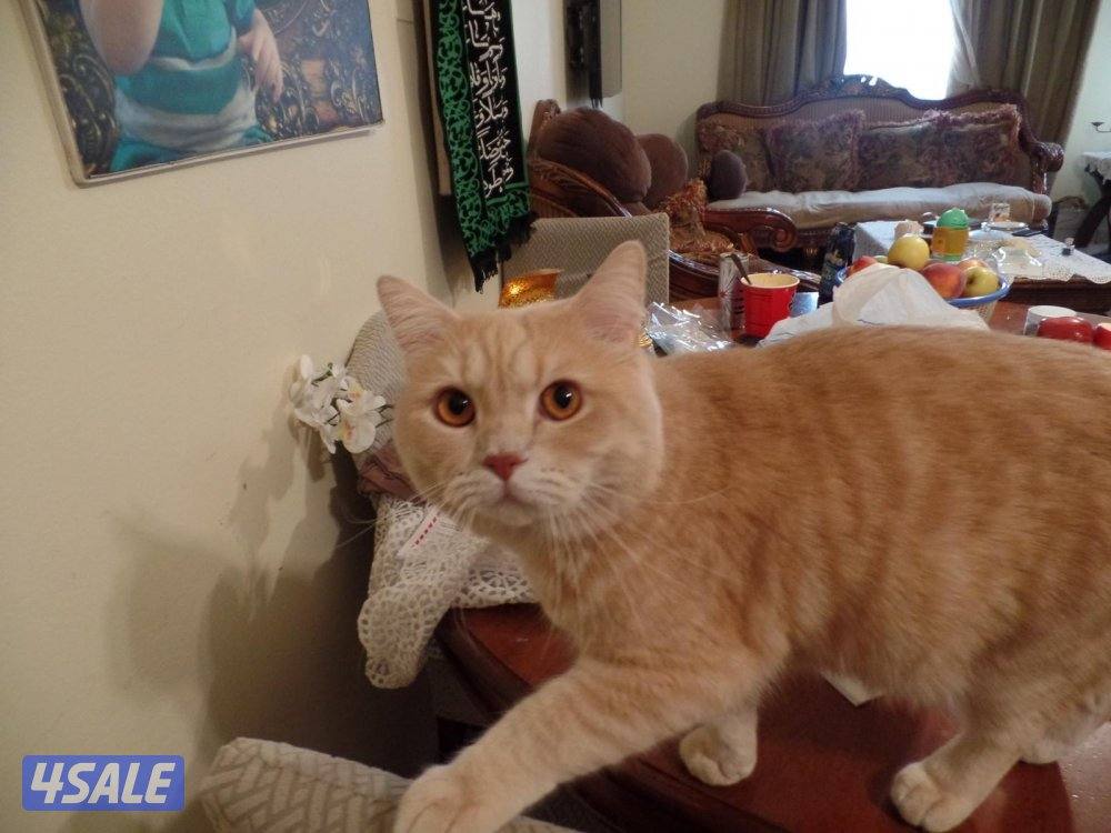 كاميرا سامسونغ صورها اقوى من g7x3