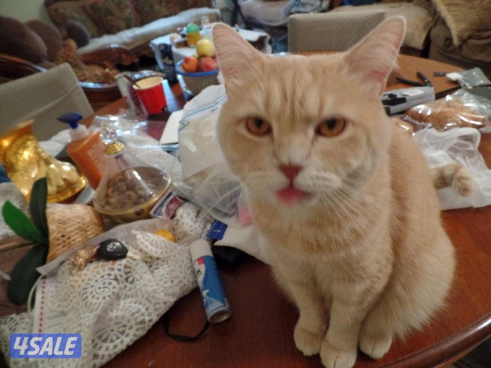 كاميرا سامسونغ صورها اقوى من g7x13