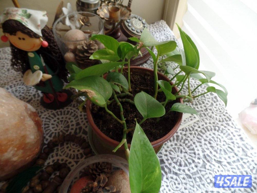 كاميرا سامسونغ صورها اقوى من g7x12