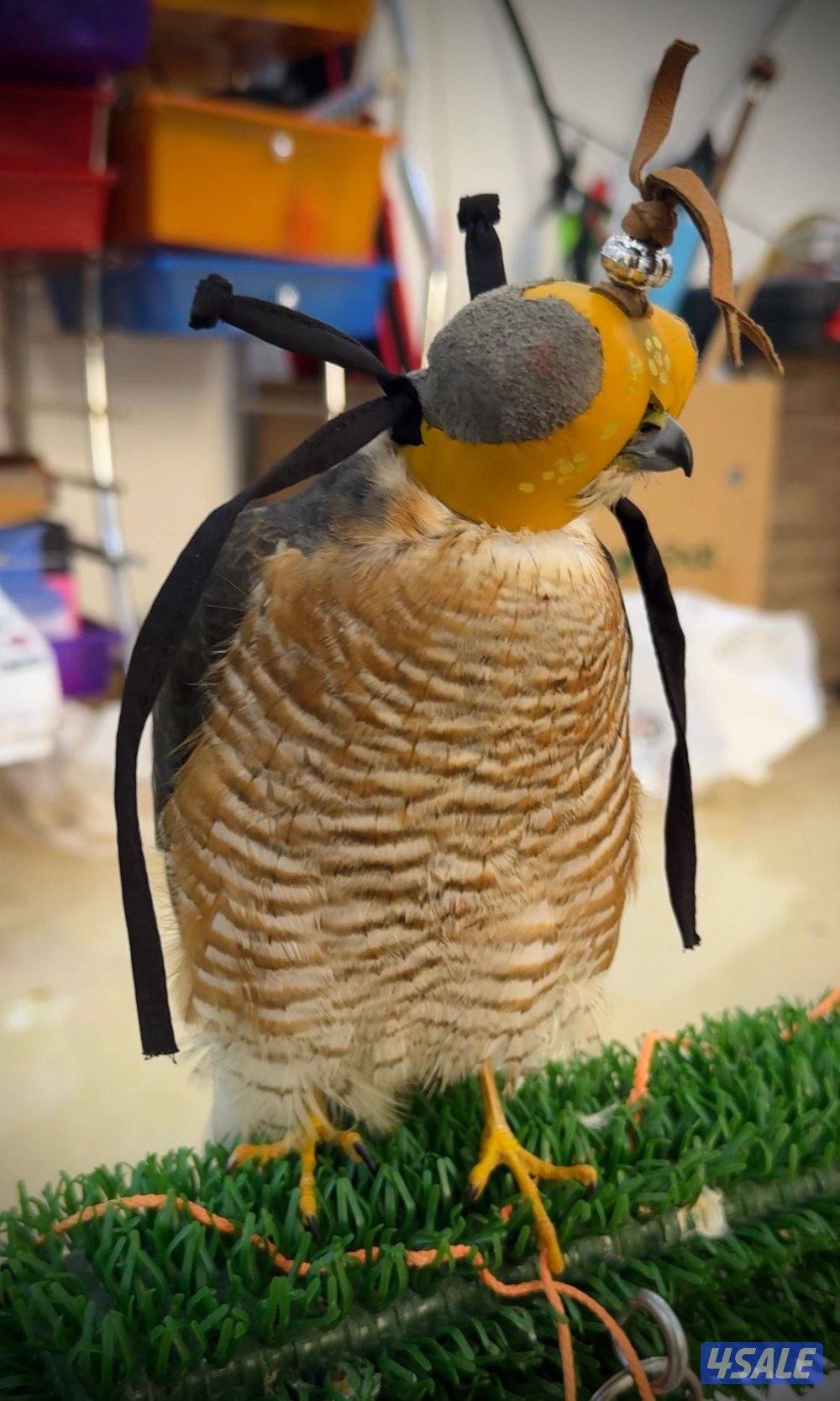 للبيع با،ز0