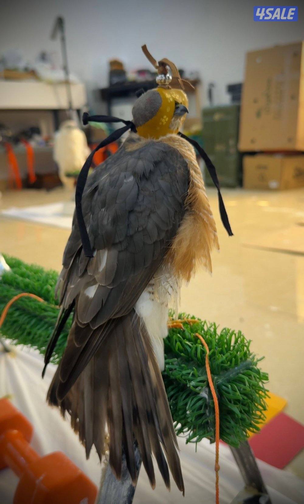 للبيع با،ز1