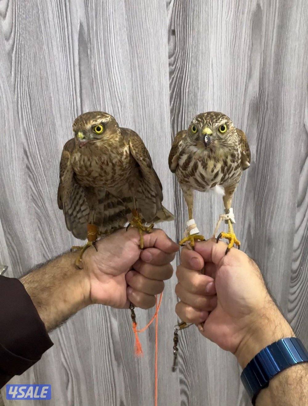 للبيع با،ز2