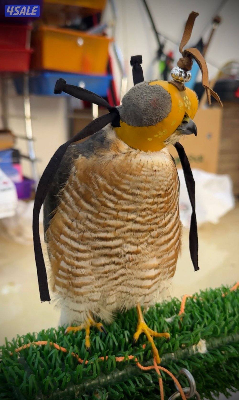 للبيع طيور٣1