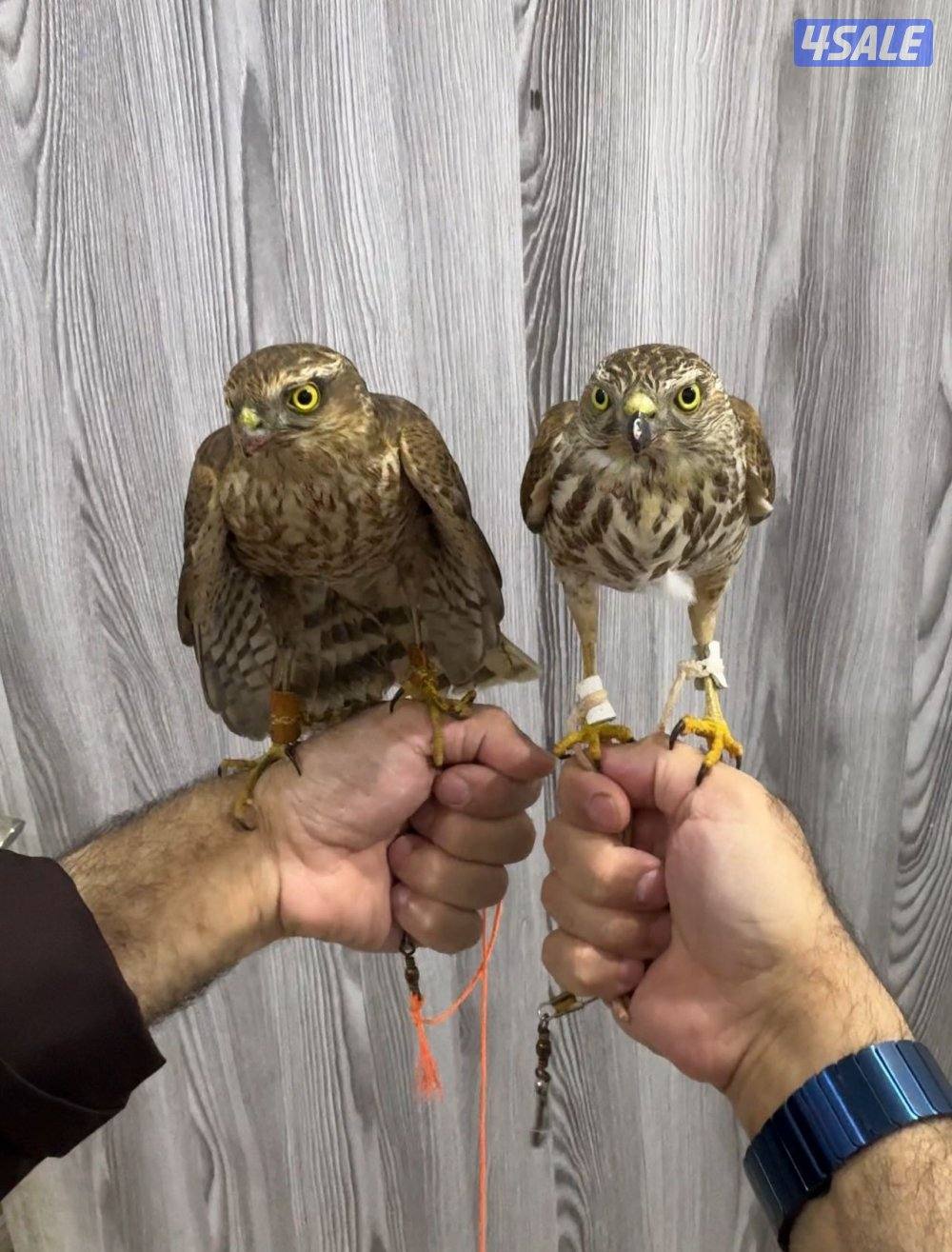 للبيع طيور٣2