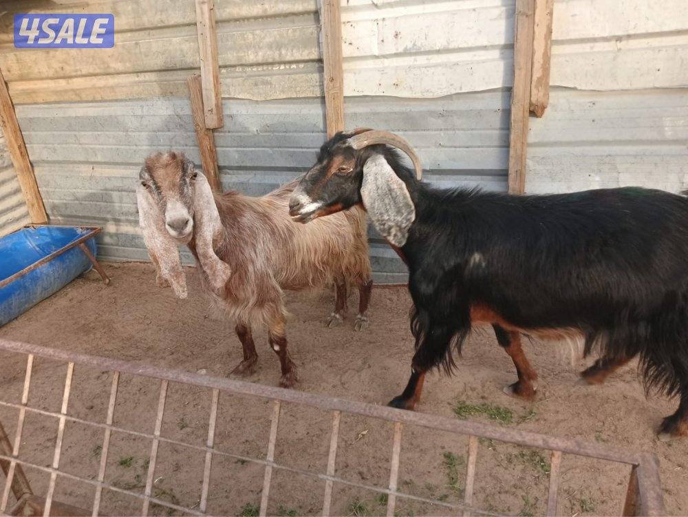 للبيع عوارض0