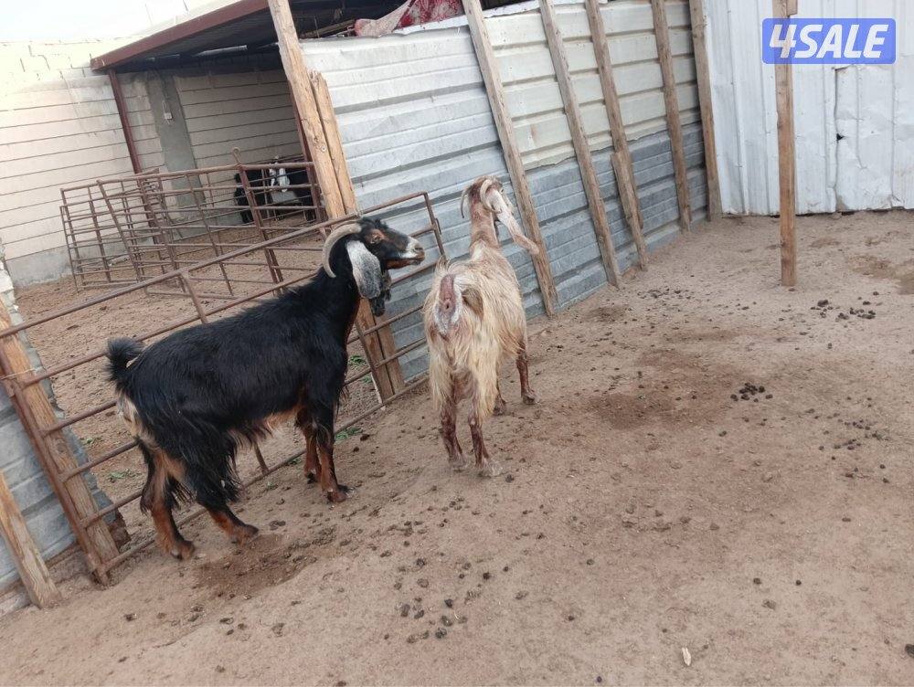 للبيع عوارض1