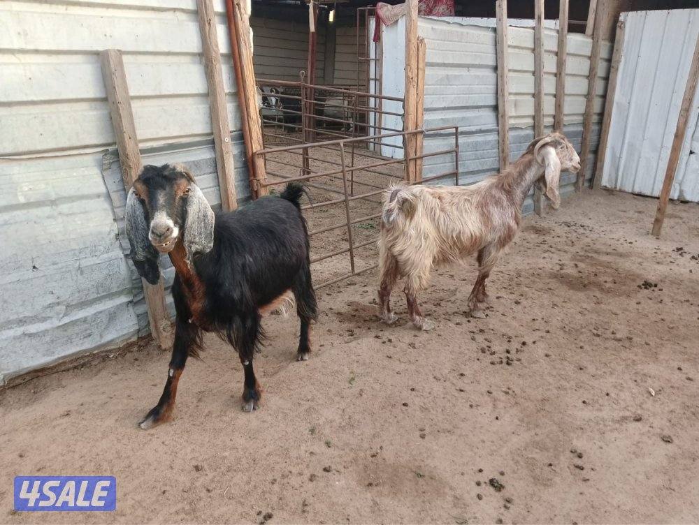 للبيع عوارض2