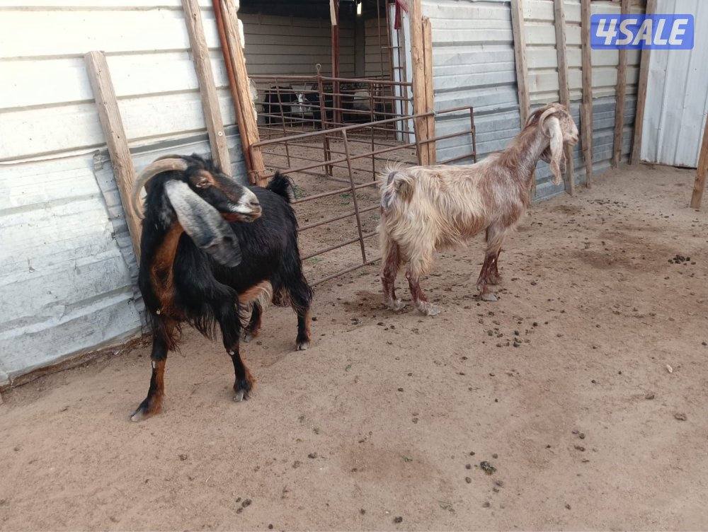 للبيع عوارض3