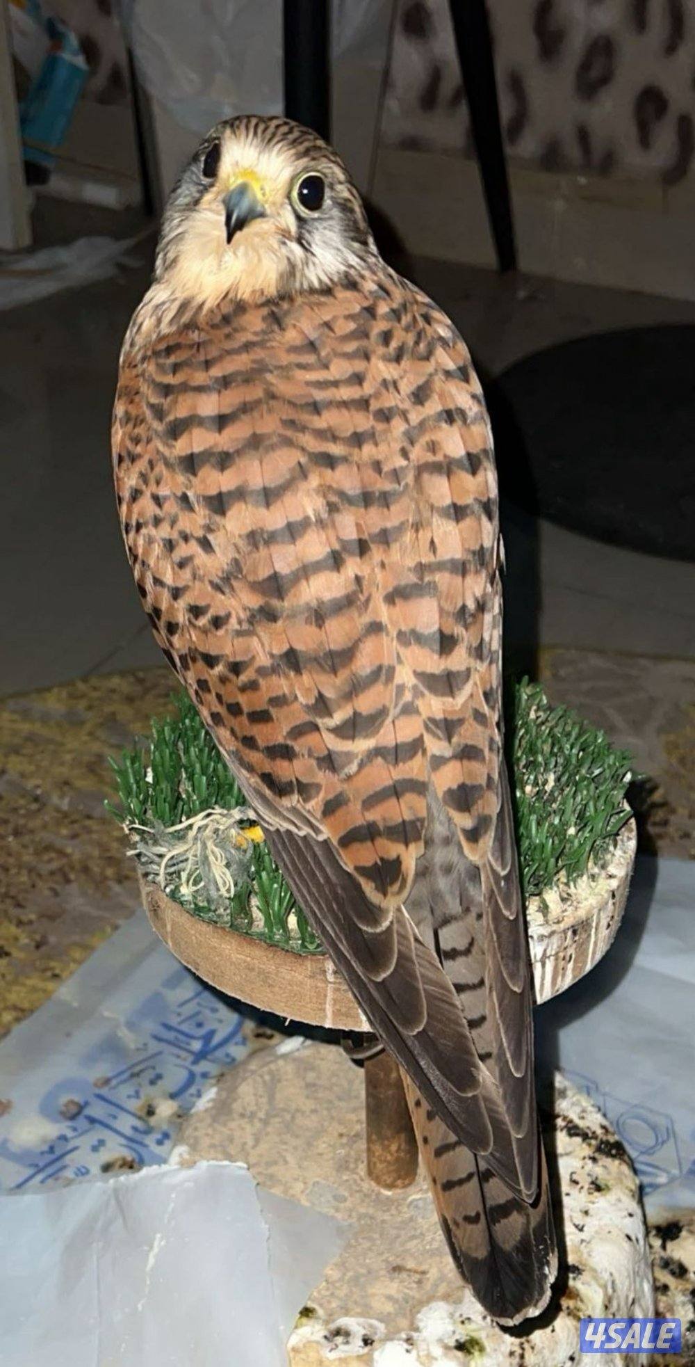 السلام عليكم ورحمة الله وبركاته0