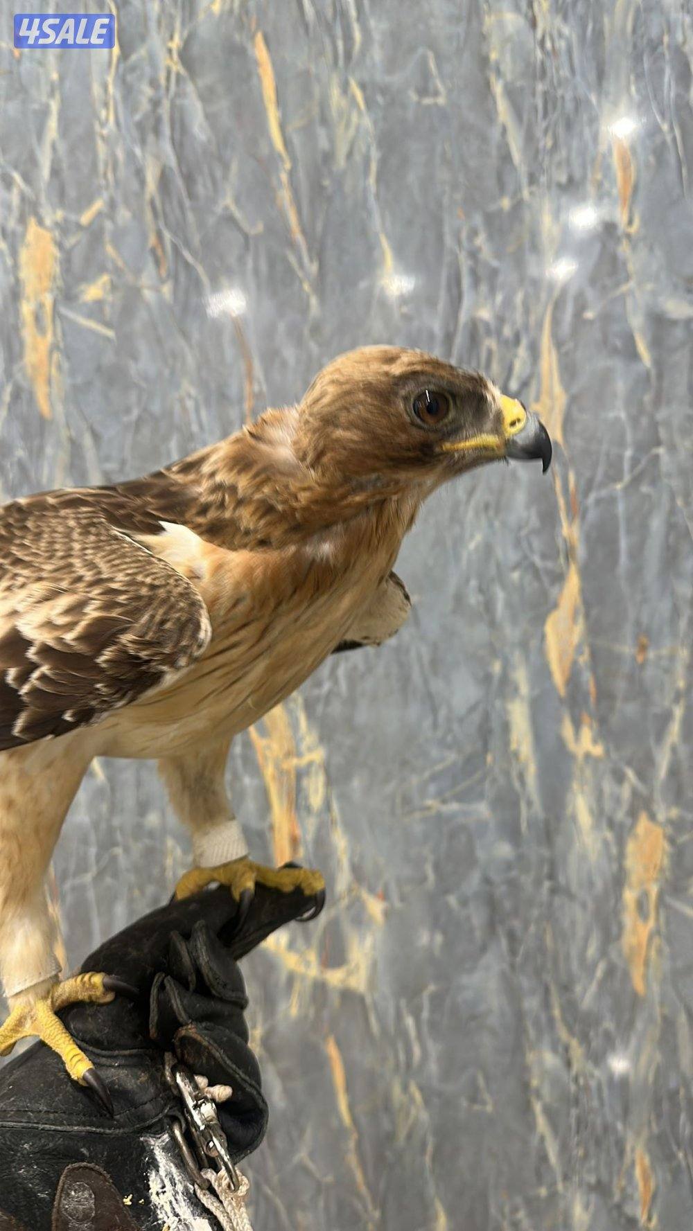 السلام عليكم ورحمة الله وبركاته4