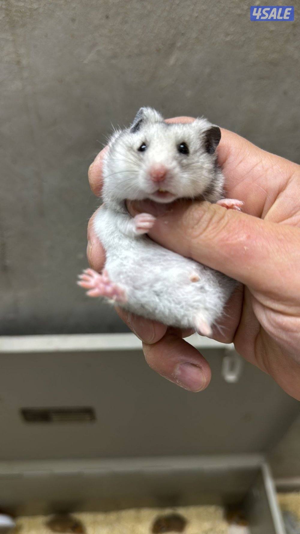 هامستر سوري 🐹💕 Syrian Hamster0