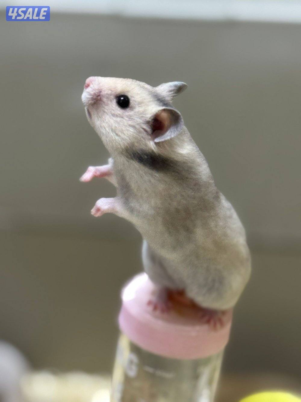 هامستر سوري 🐹💕 Syrian Hamster3