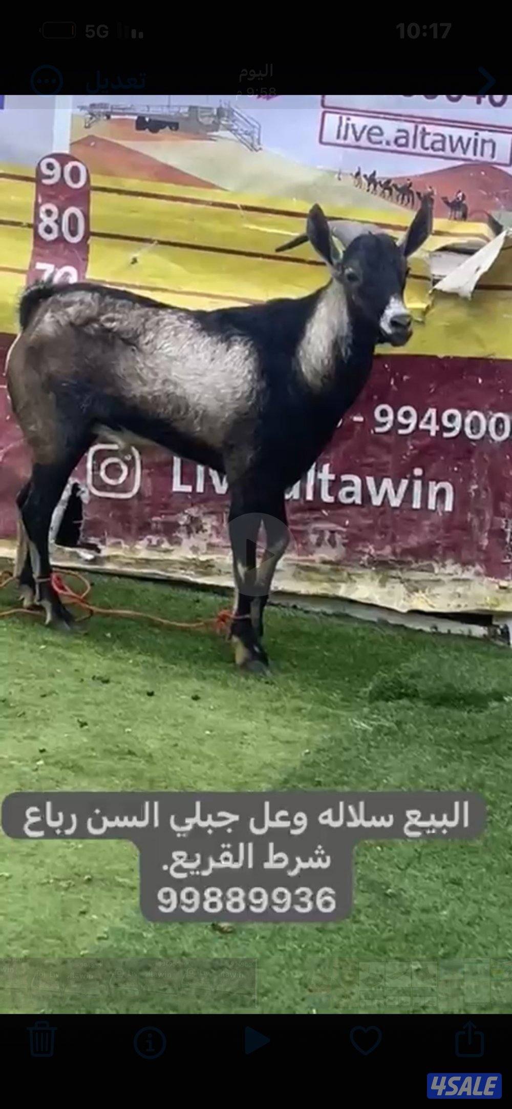 للبيع ولد وعل.  شرط القريع.0
