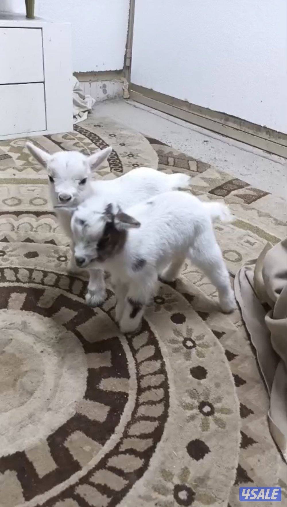 للبيع جفرتين جيكيات قزام لعبوب يشربون حليب و الصحه ممتازة0