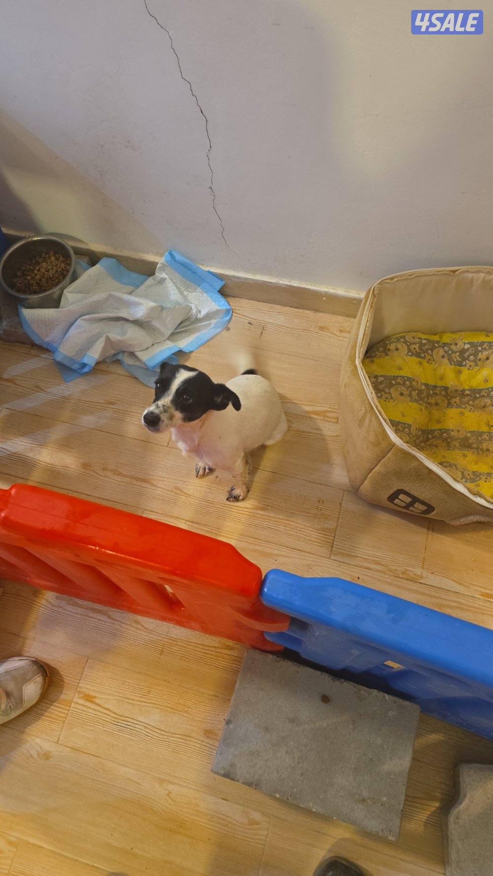 بيعه سريعه نثيه جاك راسل0