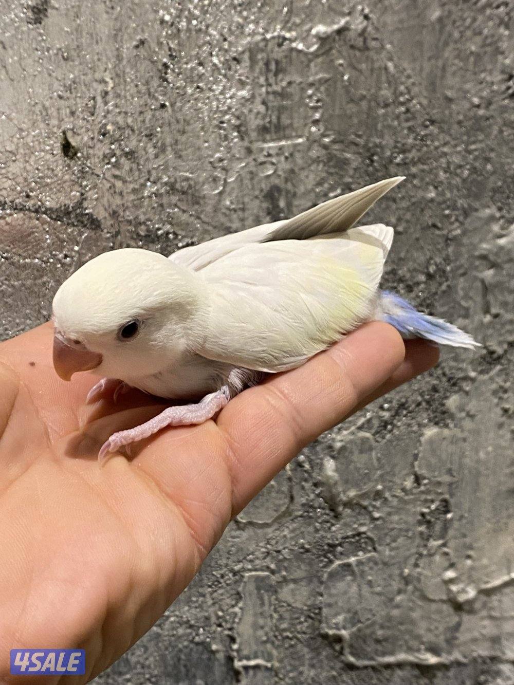 لوف بيرد انتاج الكويت1