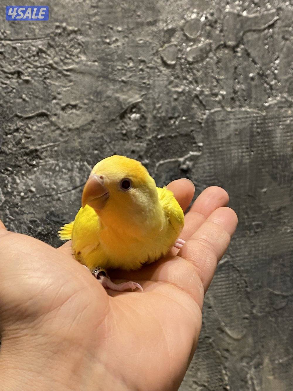 لوف بيرد انتاج الكويت2