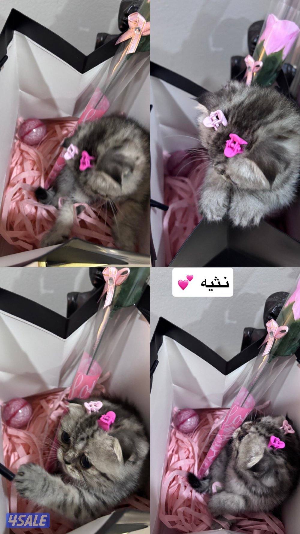 اعمارهم شهرين صحتهم ممتازه لعوبين متعلمين على الليتر بوكس0