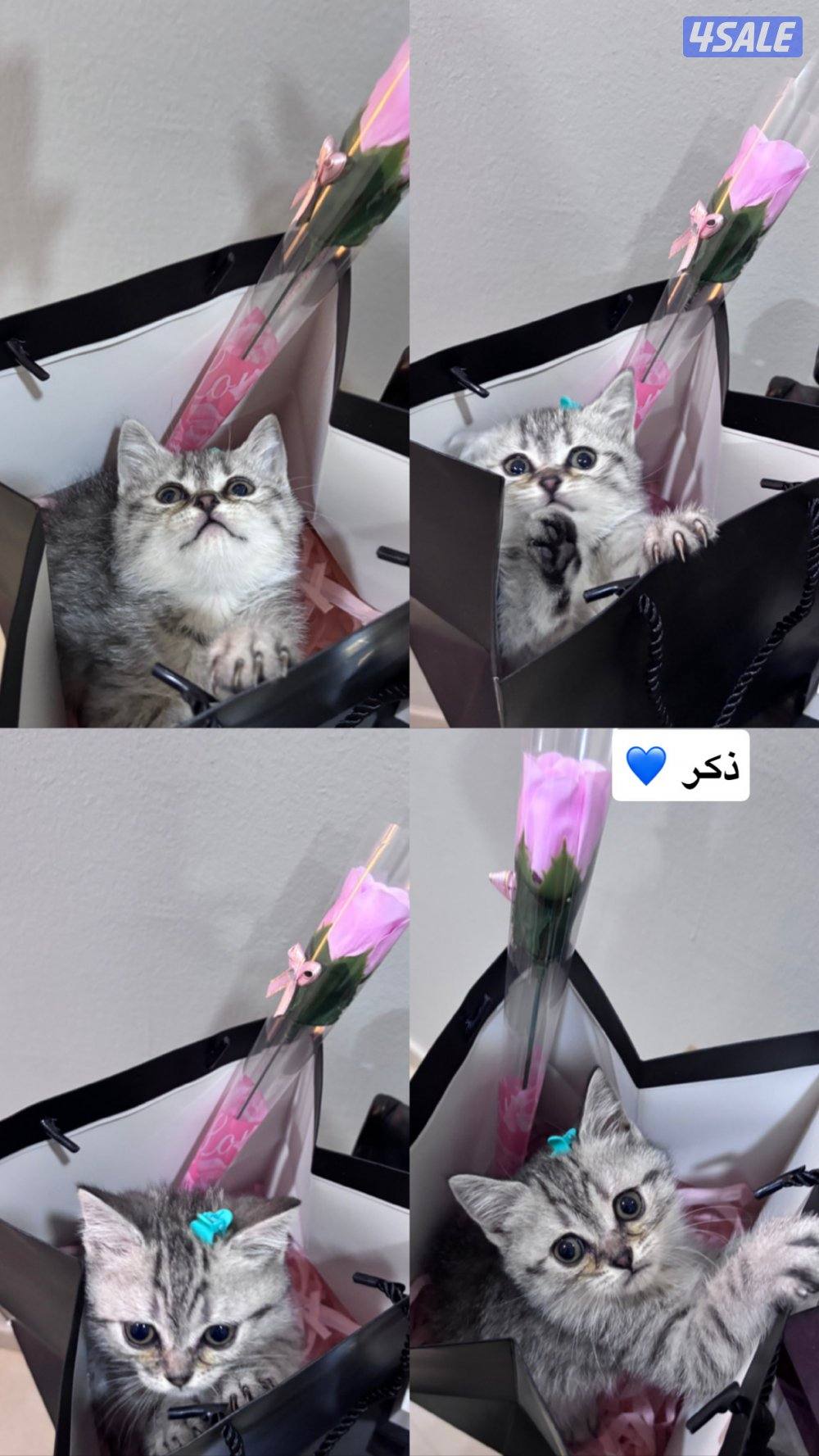 اعمارهم شهرين صحتهم ممتازه لعوبين متعلمين على الليتر بوكس1