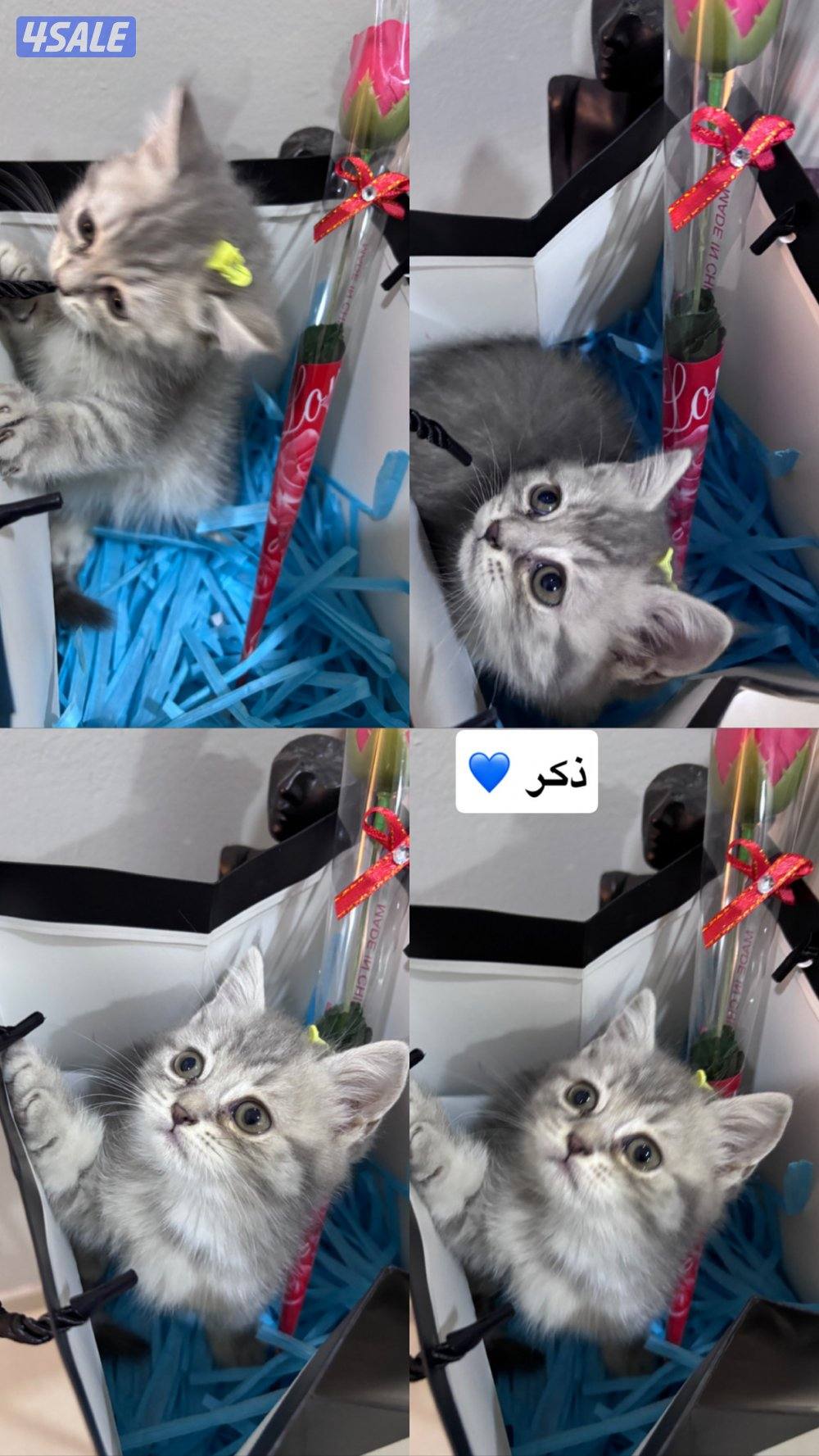 اعمارهم شهرين صحتهم ممتازه لعوبين متعلمين على الليتر بوكس7