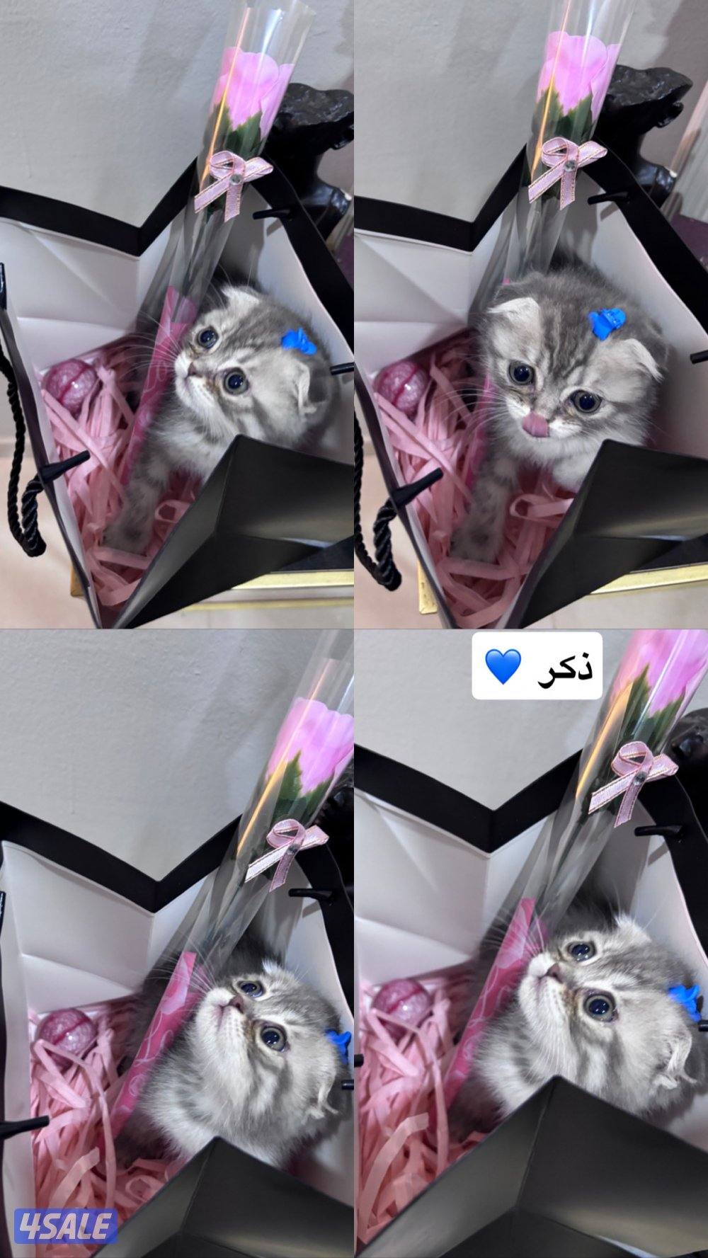 اعمارهم شهرين صحتهم ممتازه لعوبين متعلمين على الليتر بوكس8