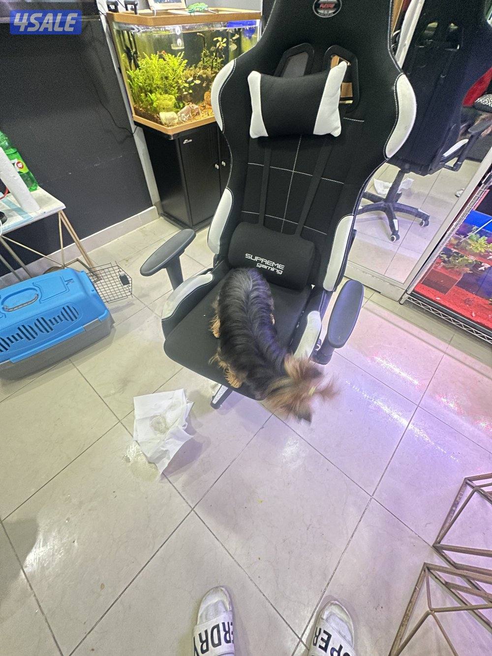 Pure breed yourky female0