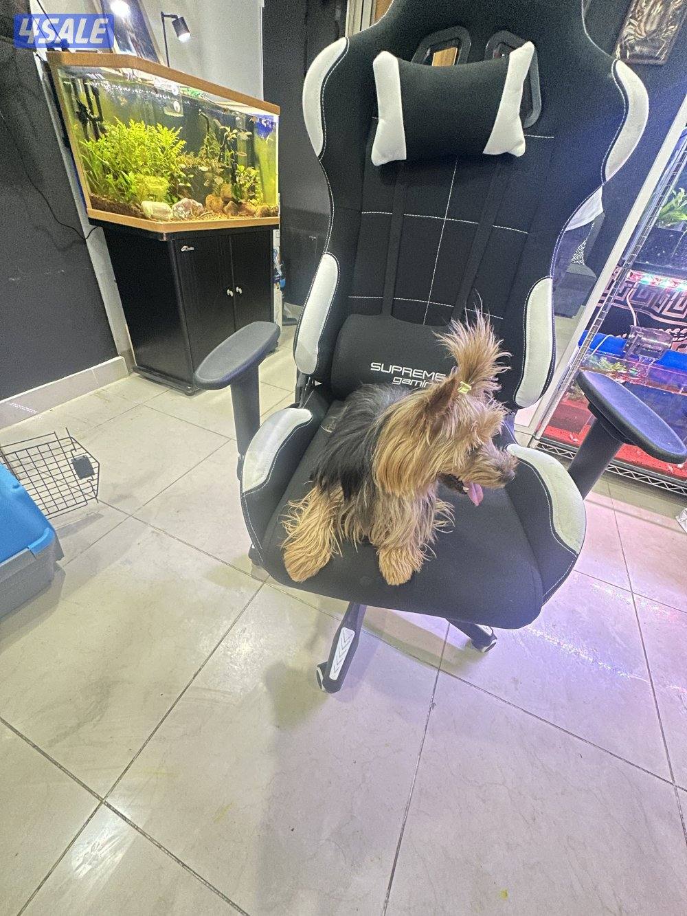 Pure breed yourky female1