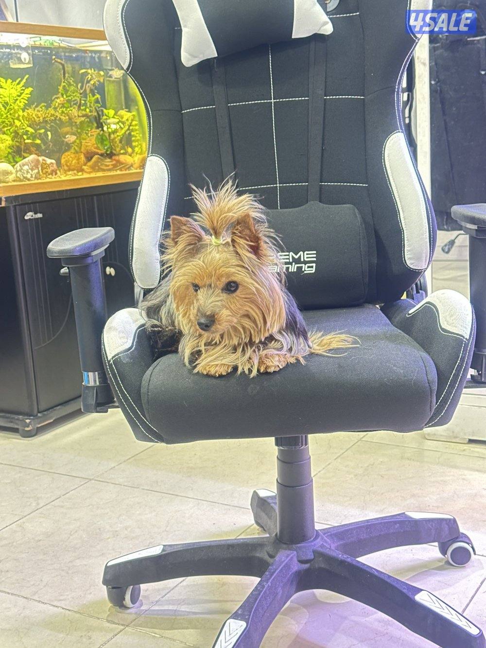 Pure breed yourky female2