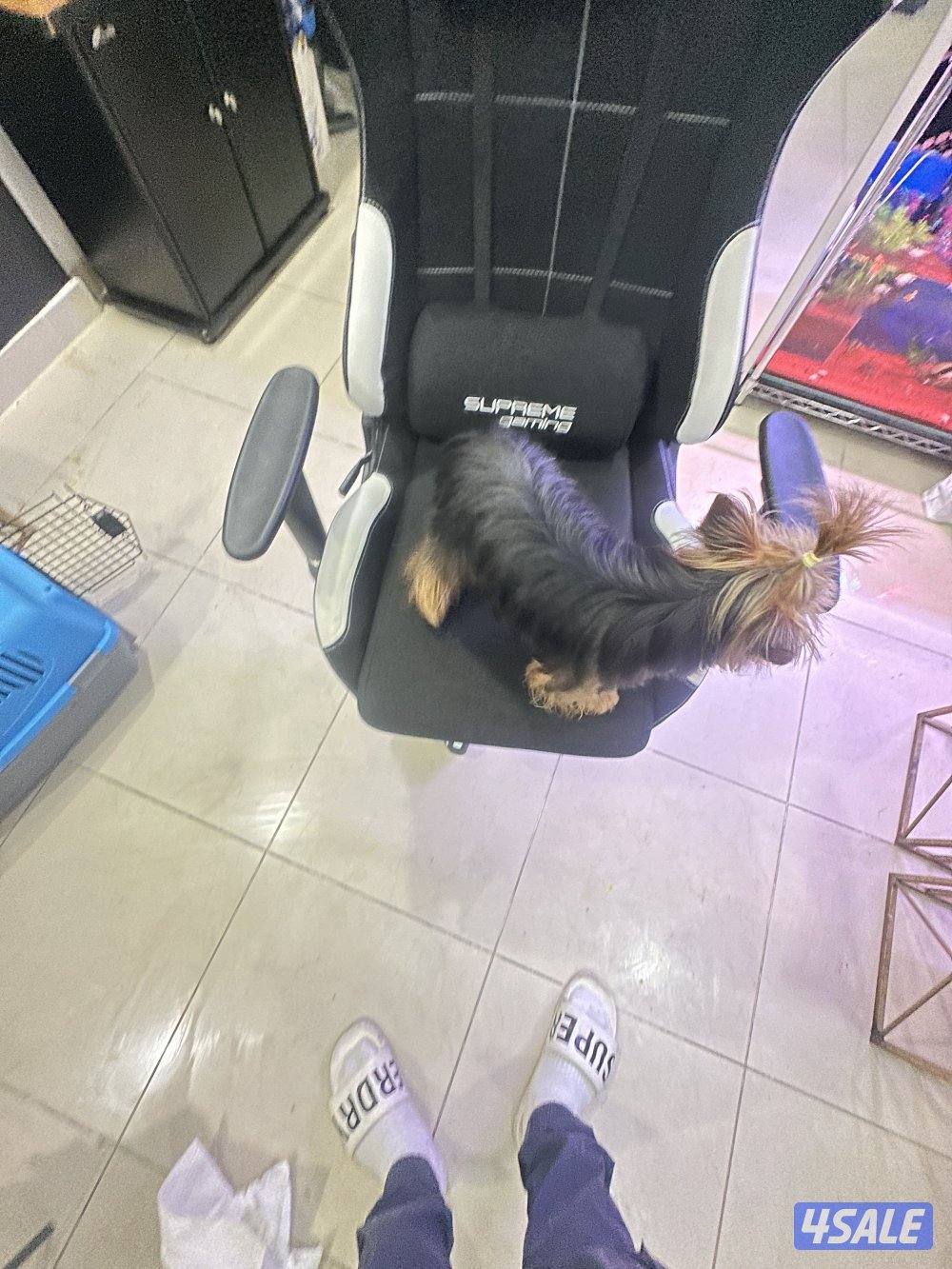 Pure breed yourky female3