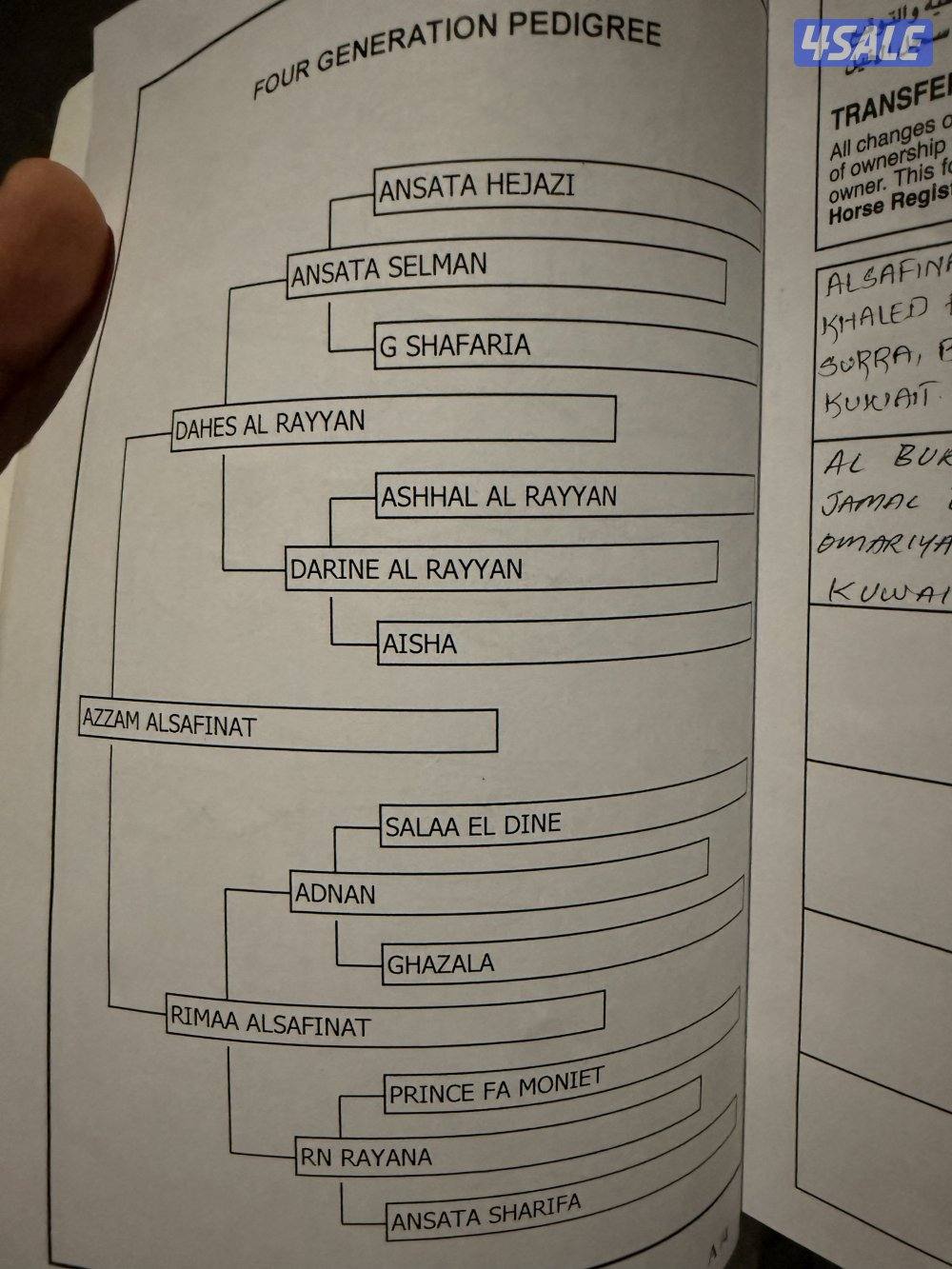 بيور شرط السلم والتحويل1