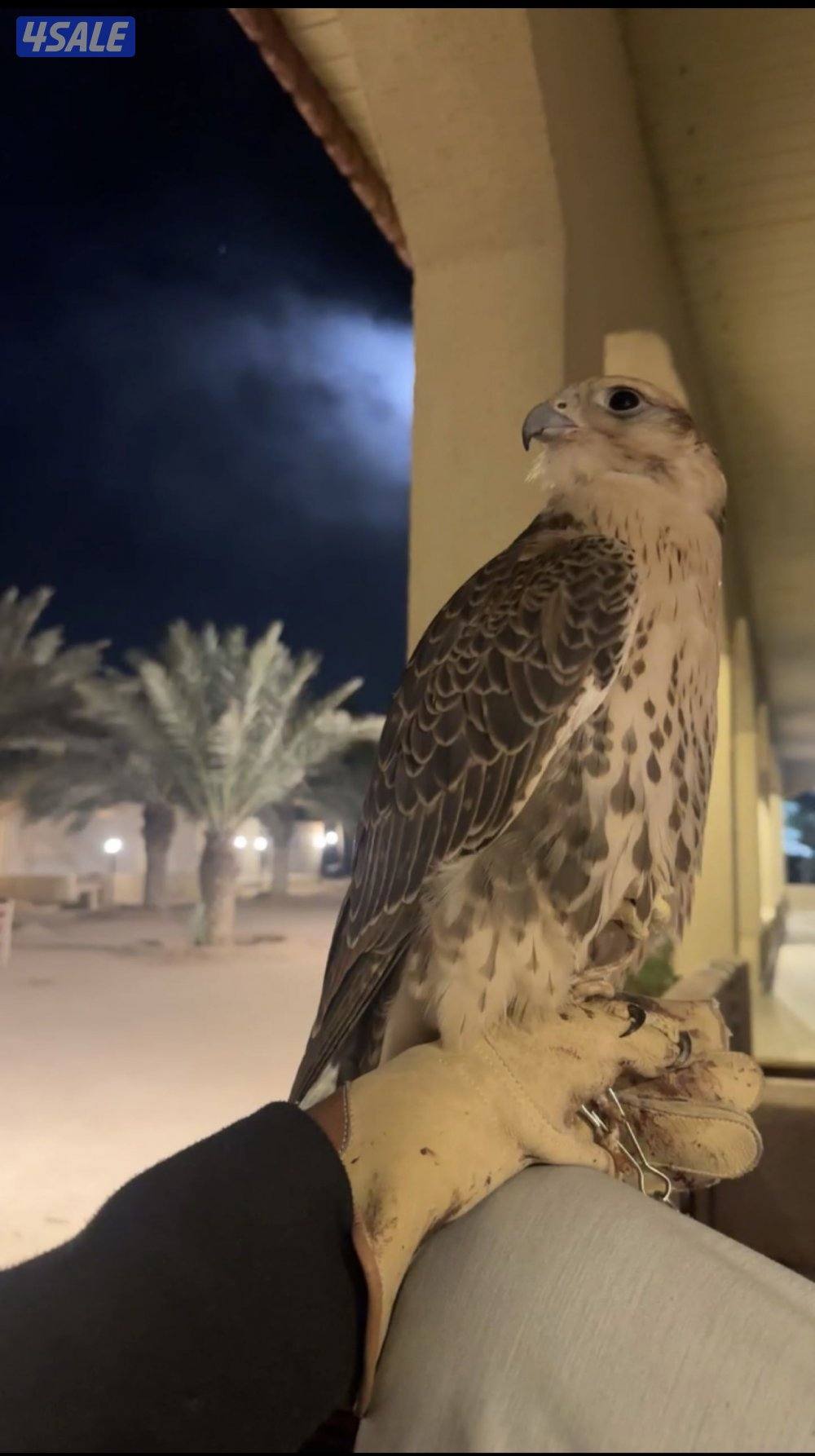 للبيع حر فارسي1