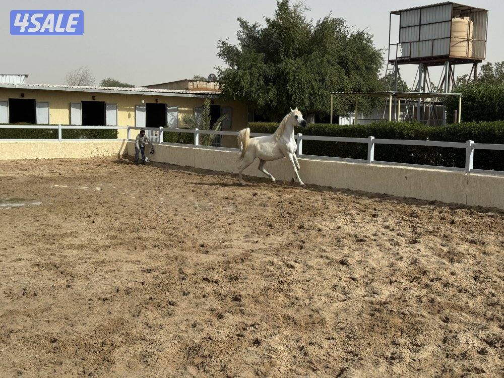ابو الام البطل الالماني الشهوان جد الايال لقاح ٩ شهور0
