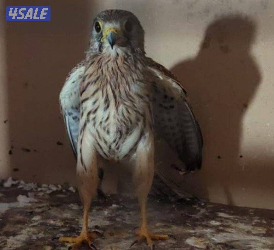 السلام عليكم ورحمة الله وبركاته4