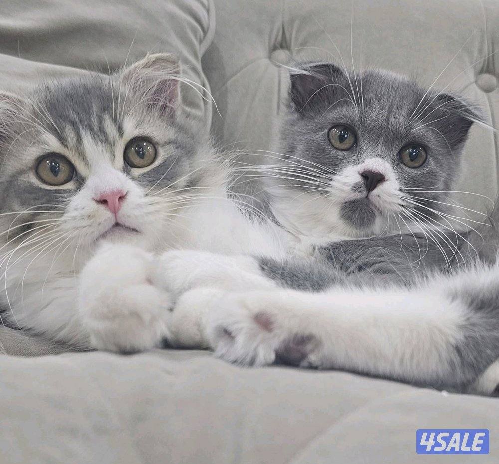 للبيع باي كولور0