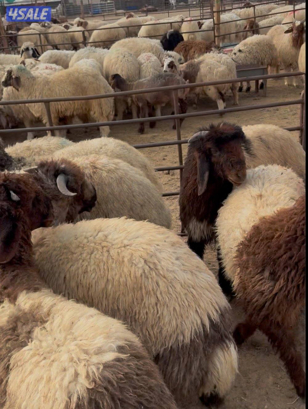 ذبايح نعيمي محلي وسعودي وخرفان حريه وشفالي مربوط فل الفل0