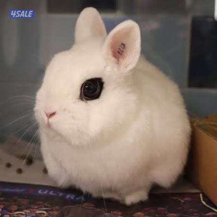 ارنب الهوتوت القزم0