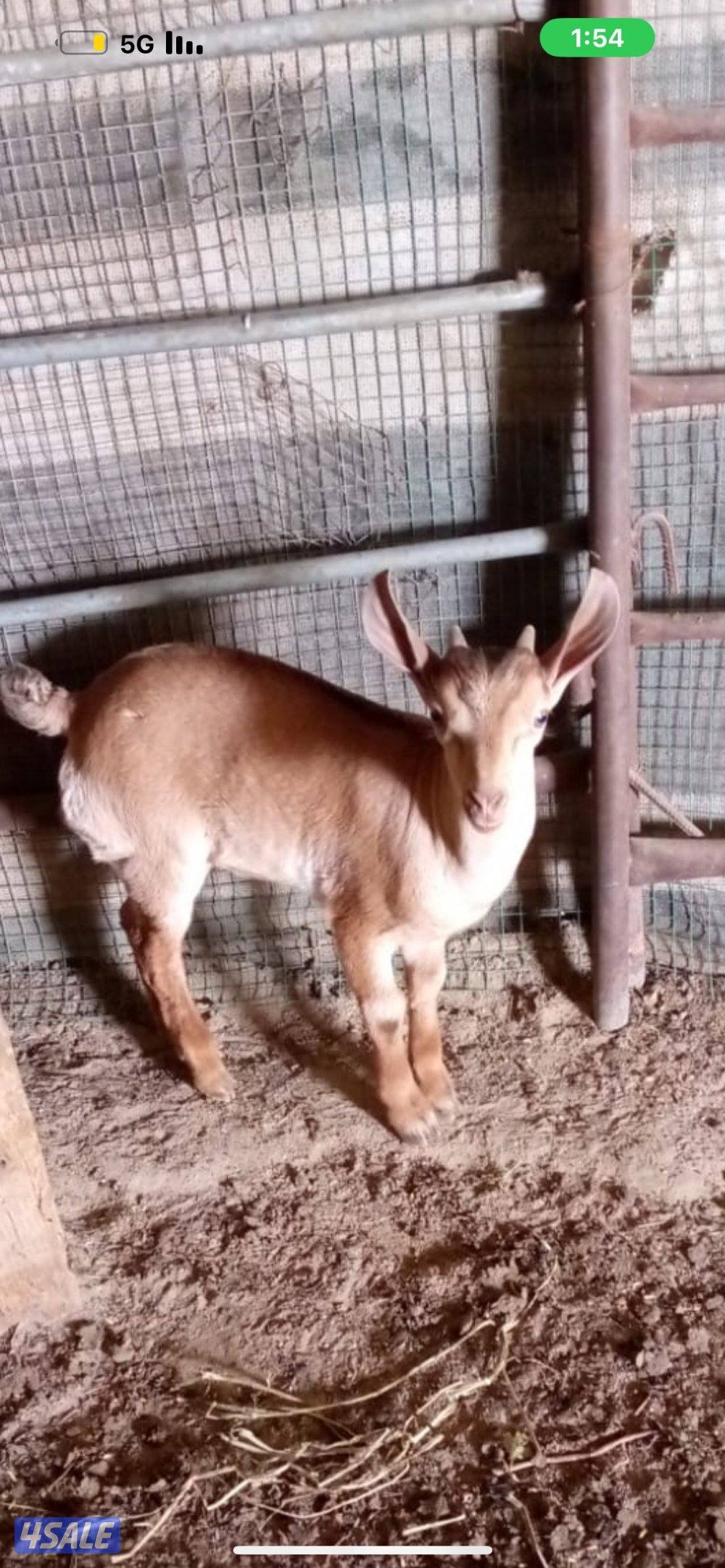 للبيع ولد وعل.  شرط القريع.1