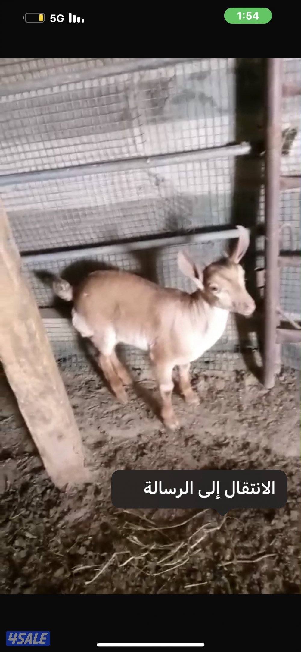 للبيع ولد وعل.  شرط القريع.2