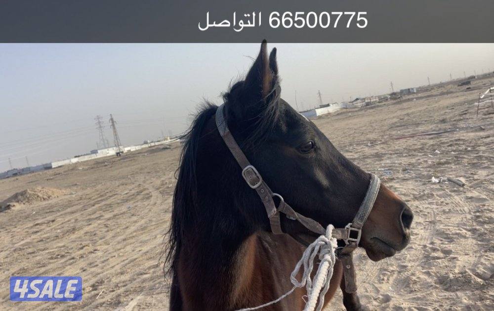 فرس سلم العمر 7/61