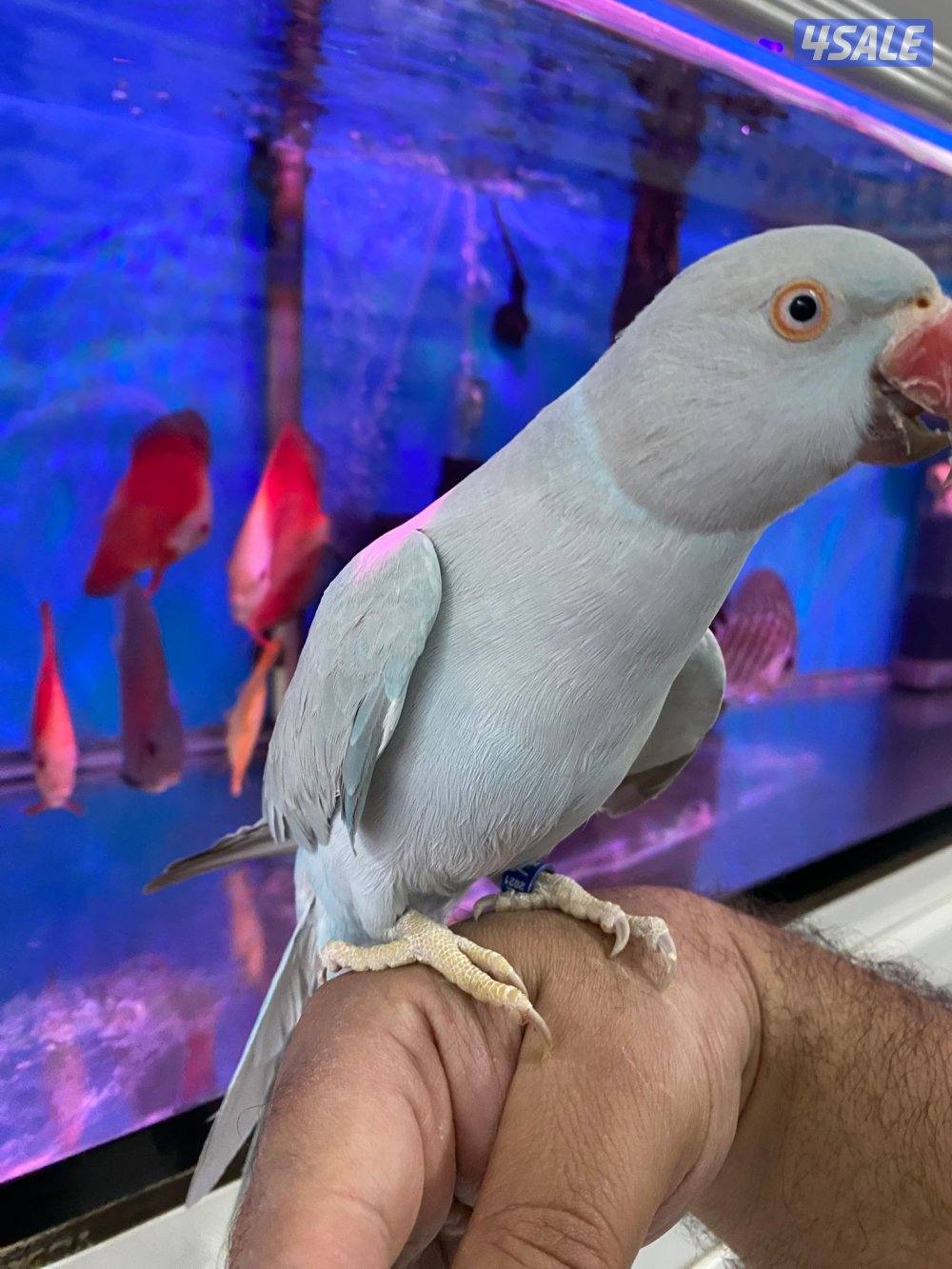 للبيع بيبي متوه ربوه الجناح كامل فيه جم كلمه1