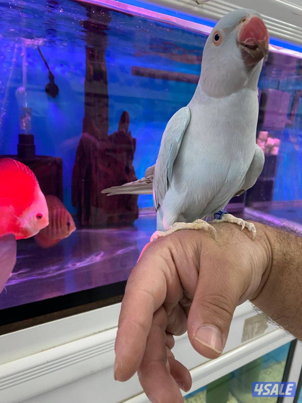 للبيع بيبي متوه ربوه الجناح كامل فيه جم كلمه2