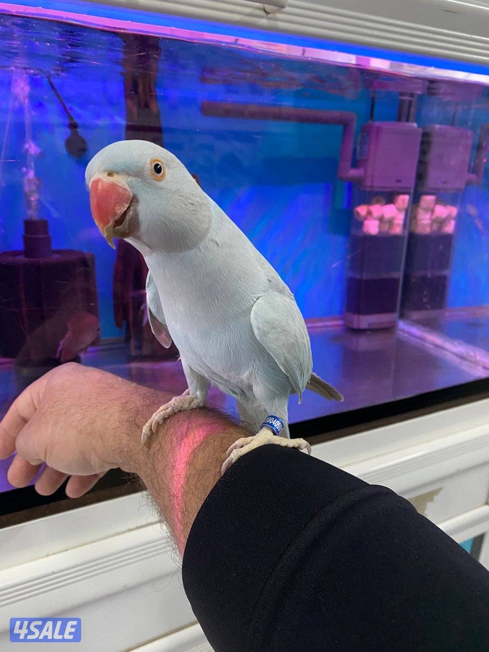 للبيع بيبي متوه ربوه الجناح كامل فيه جم كلمه3