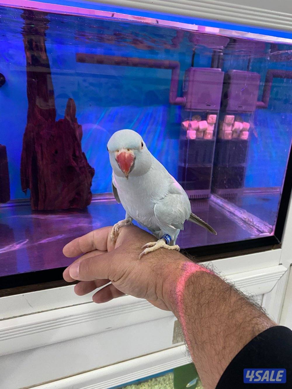 للبيع بيبي متوه ربوه الجناح كامل فيه جم كلمه4