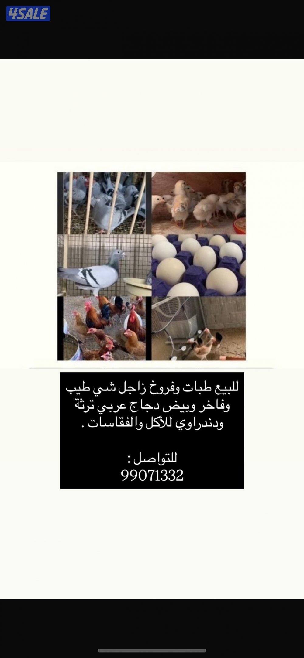 فروخ زاجل للأكل وبيض دجاج0