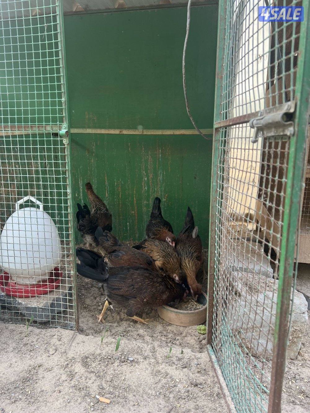 للبيع دجاج عربي قديم0