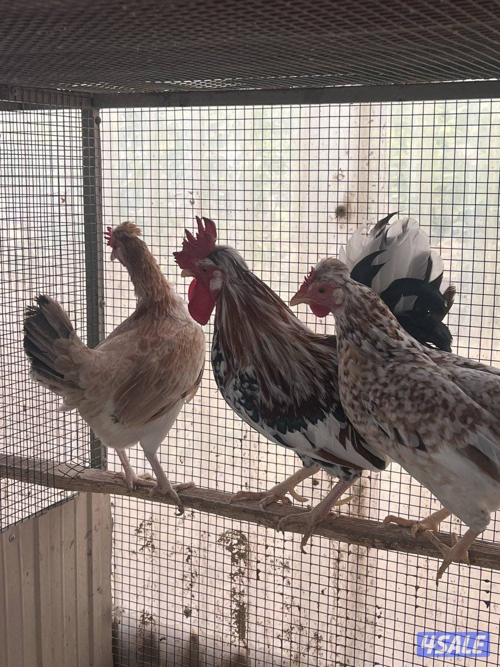 للبيع دجاج عربي قديم1